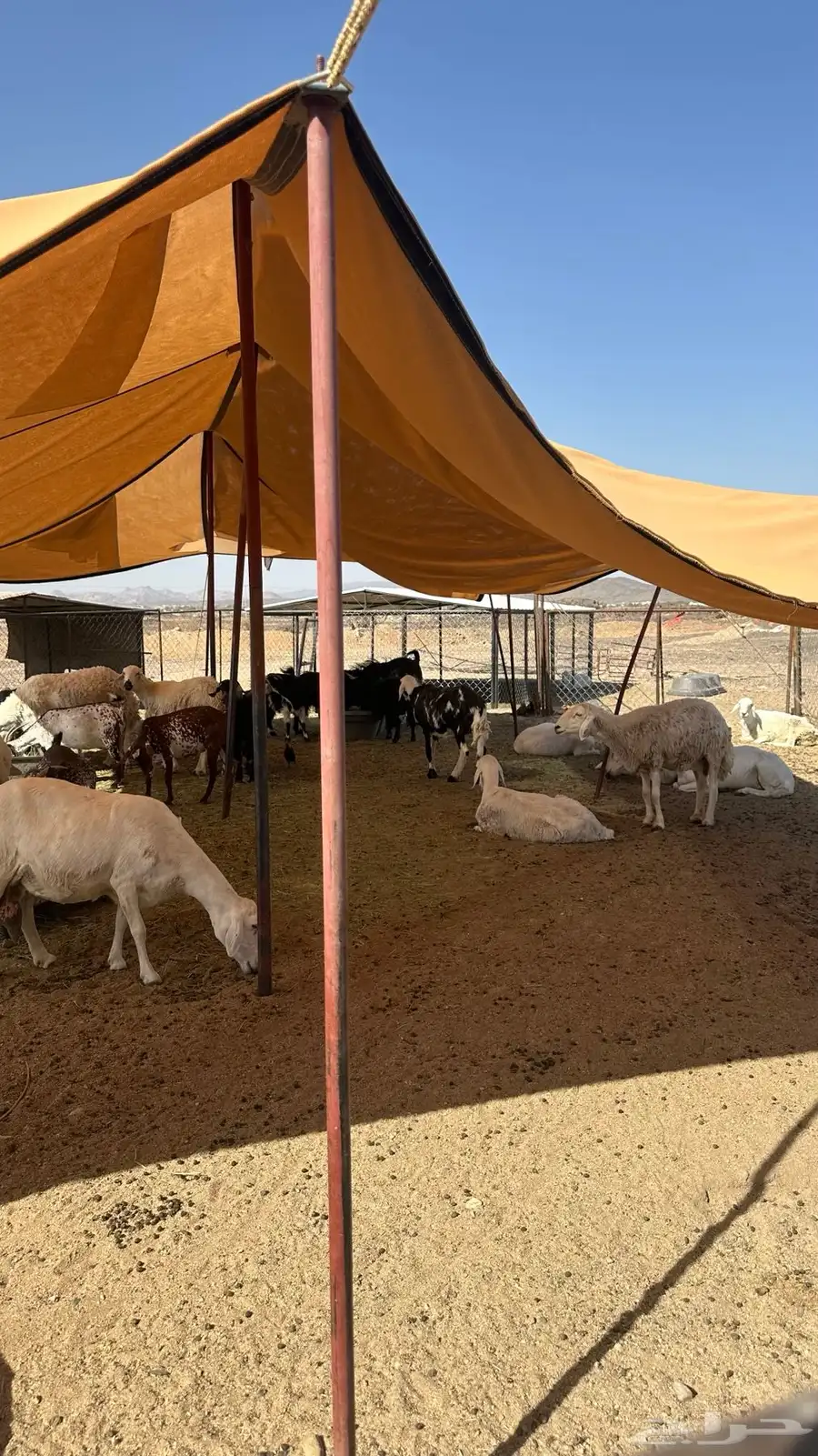 غنام لا البيع متبيع و دفع 1