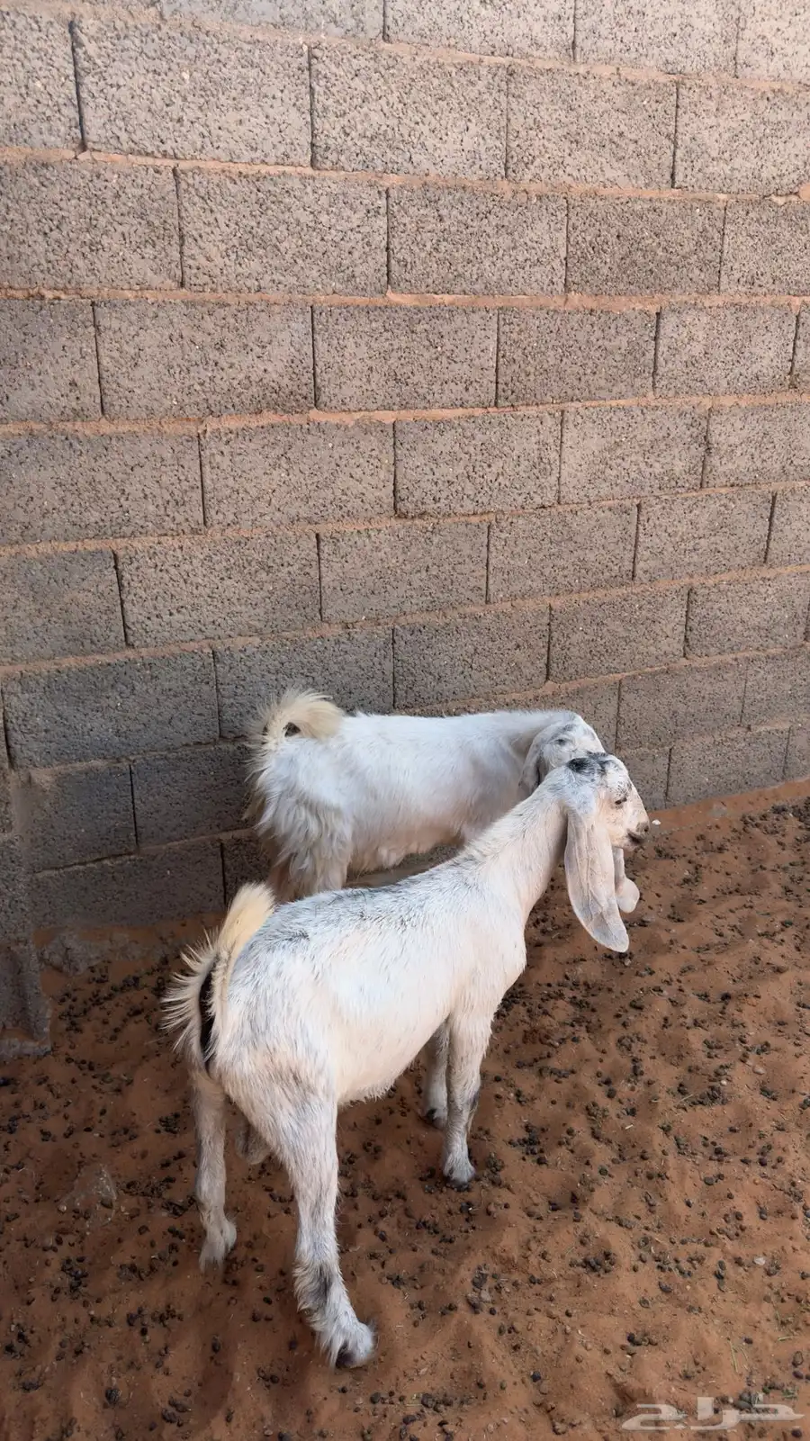 تم البيع 3