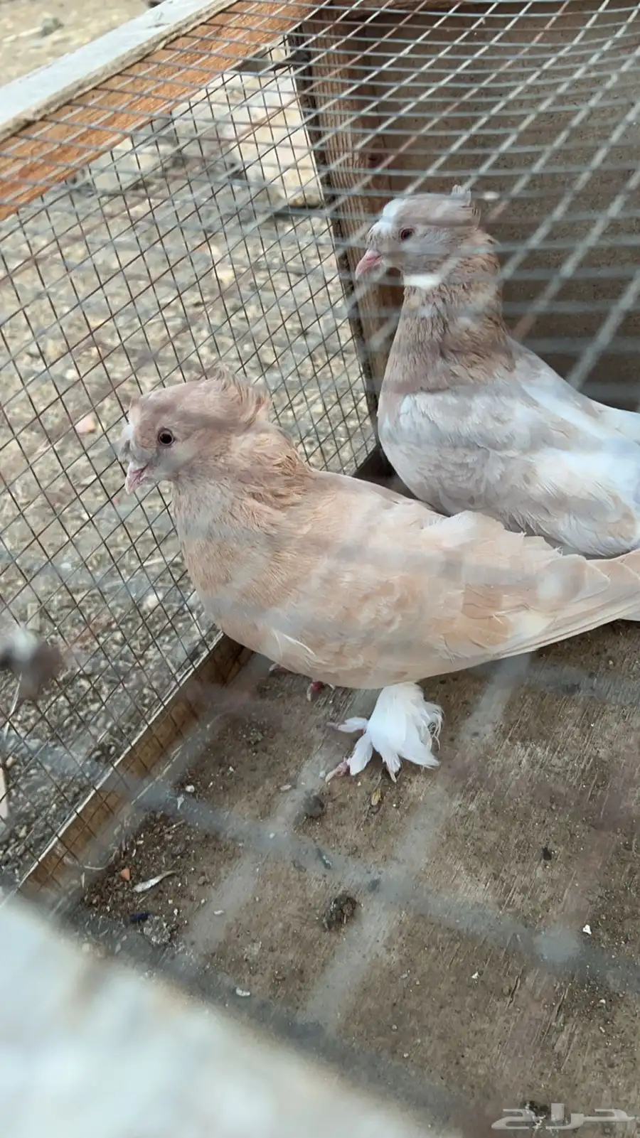 زوج حمام عراقي معاه بيضه الون نادر لون كريمي 3