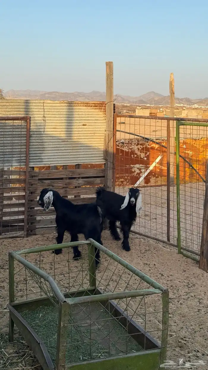 تيس مشروع فحل 8