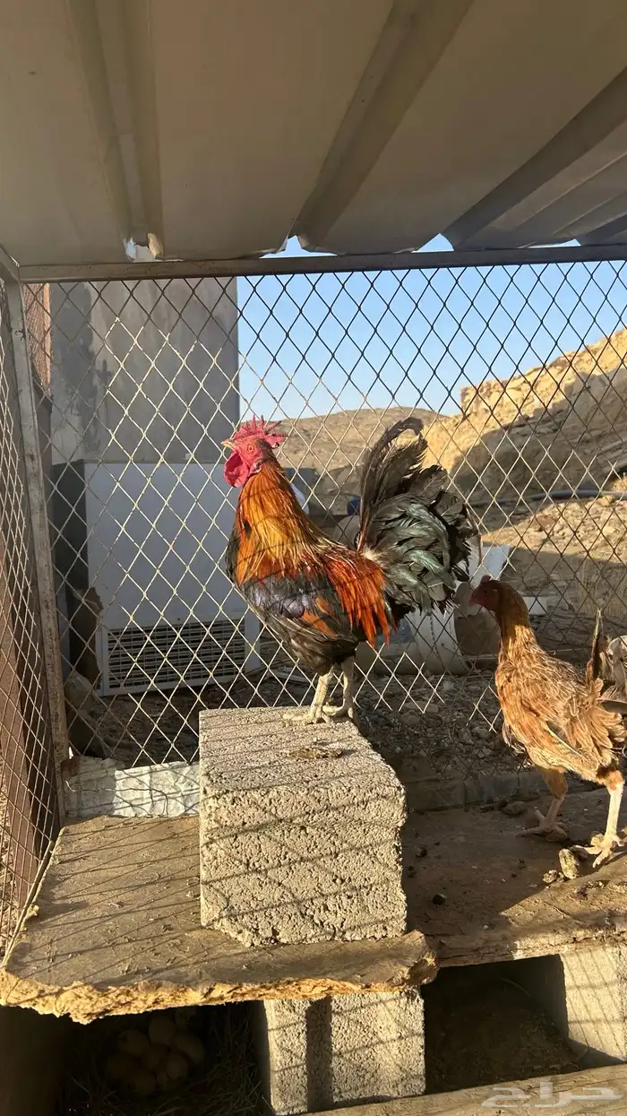 تم البيع 9