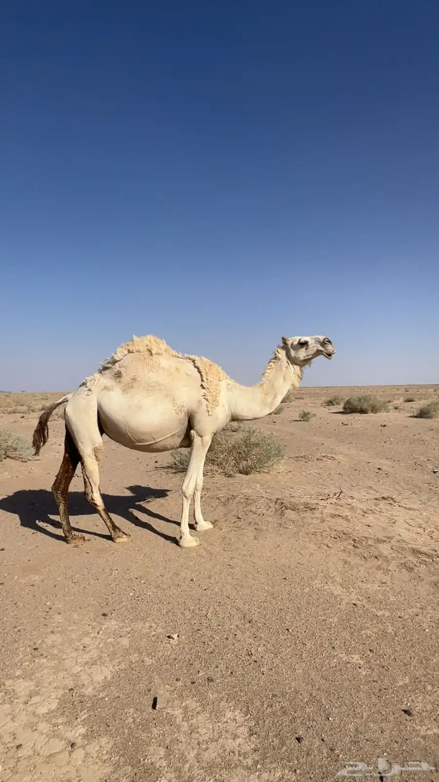 البيع لقحه 0