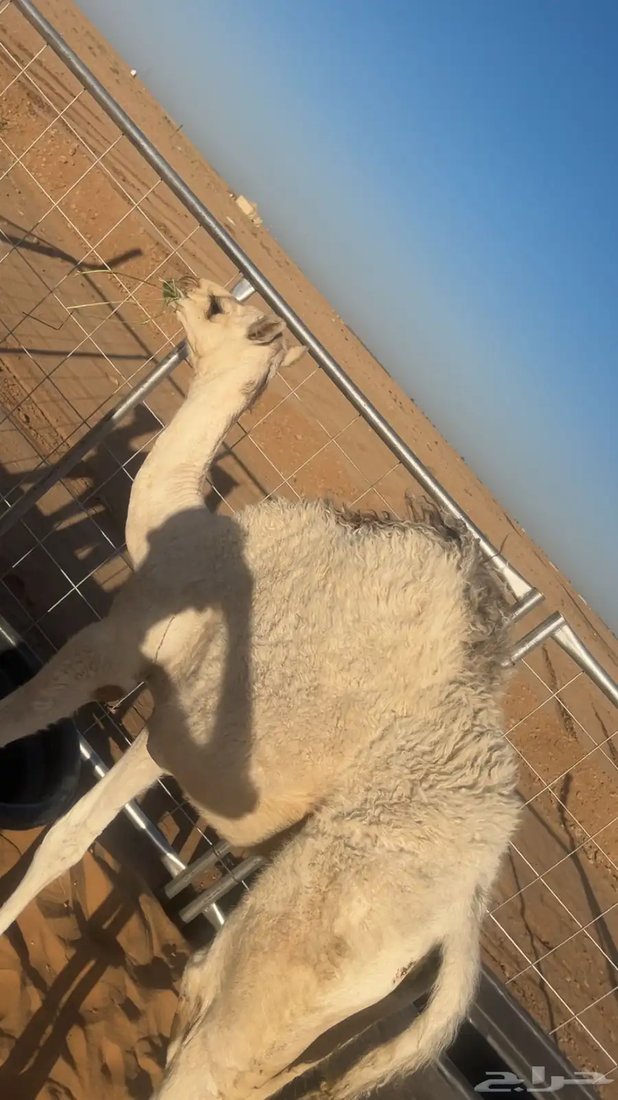 بكره فاخره للبيع 2