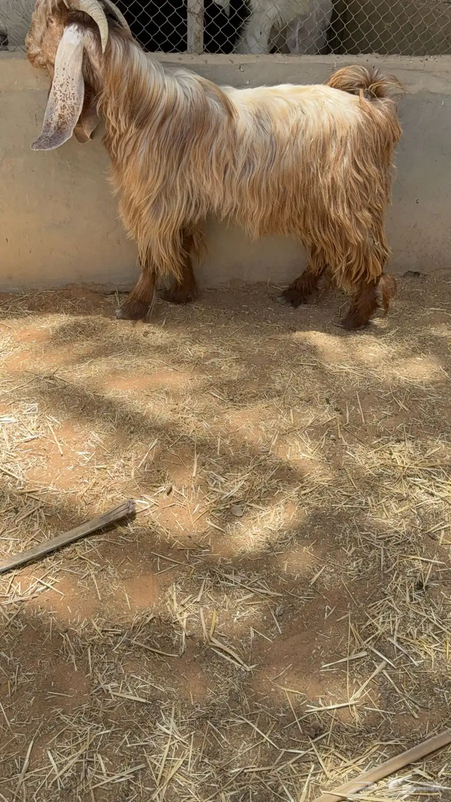 تيس عارضي 2