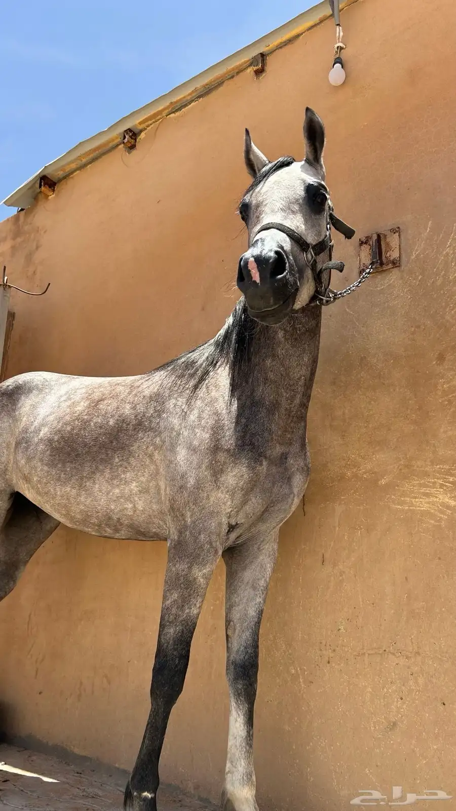 فرس شعبية كفو 4