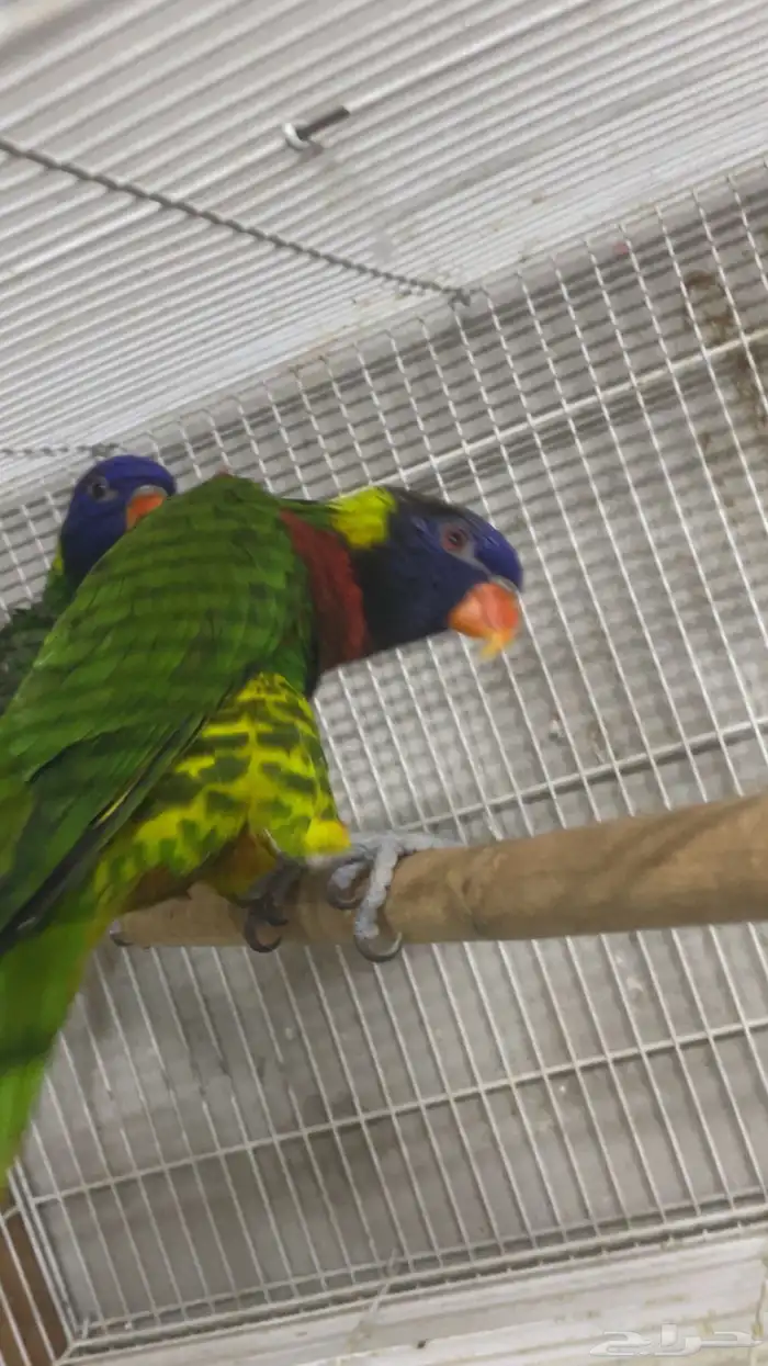 لوري منتج ( تم البيع ) 4