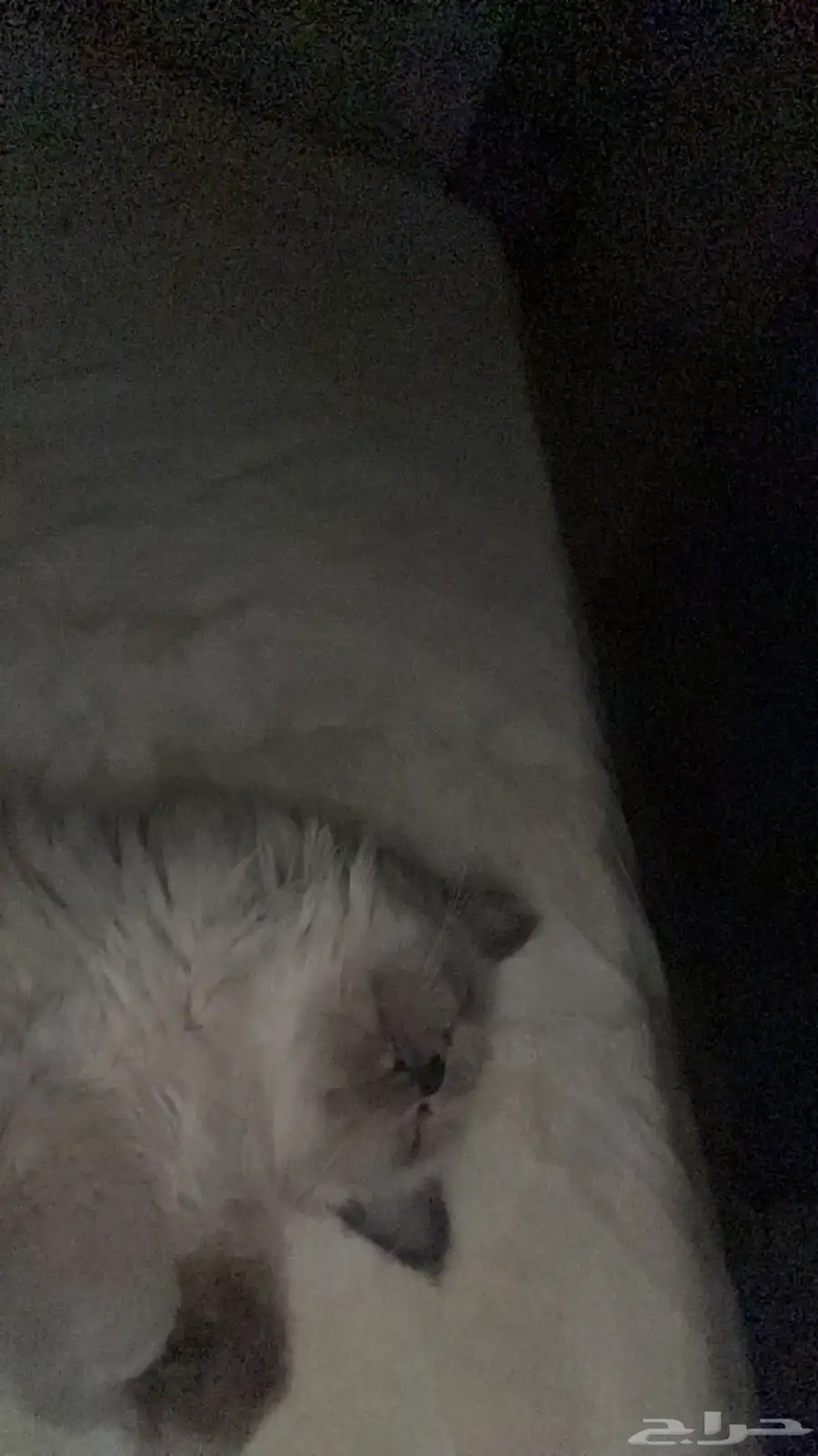 قطط 0