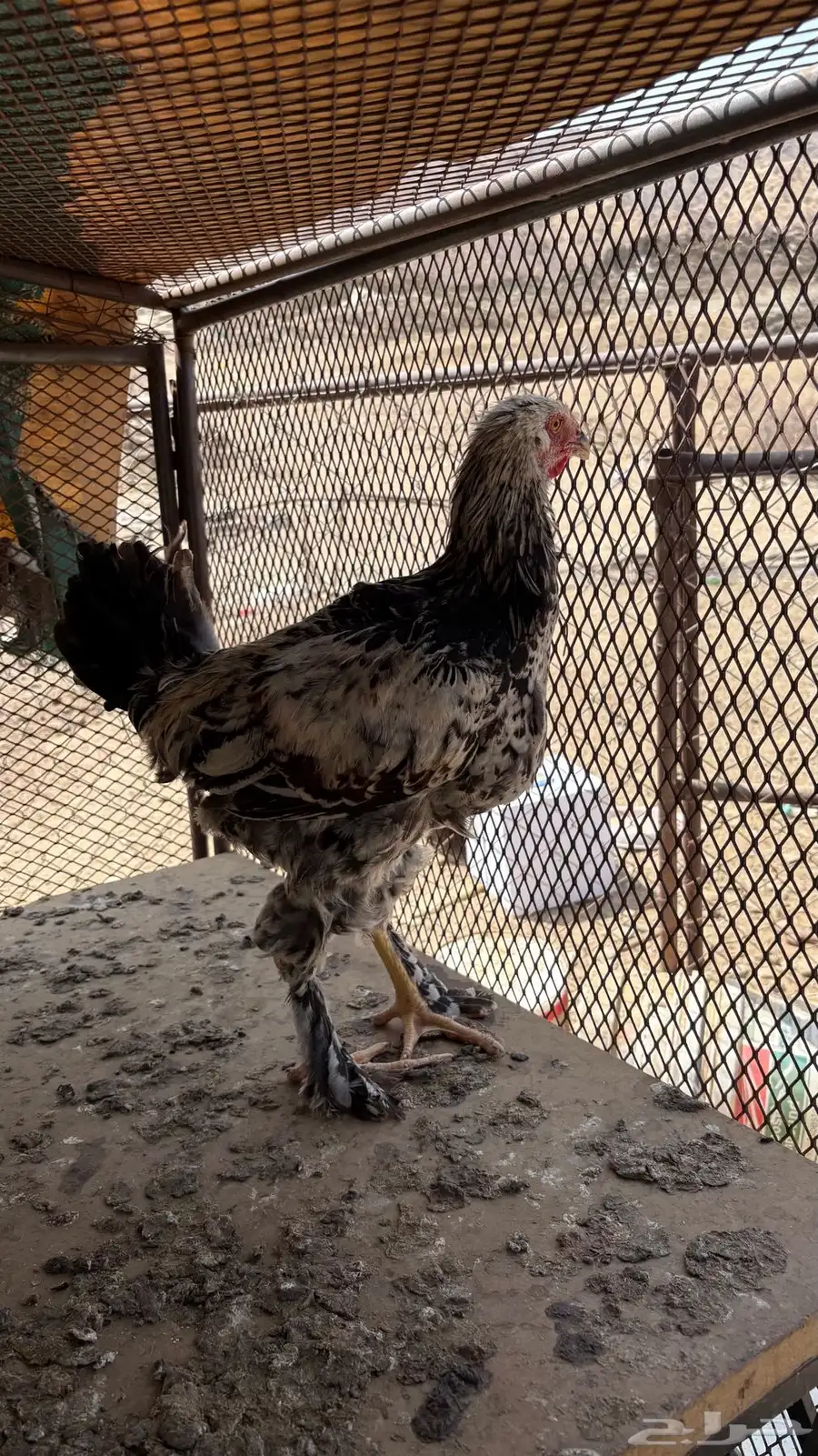 دجاج براهما اصلي 6