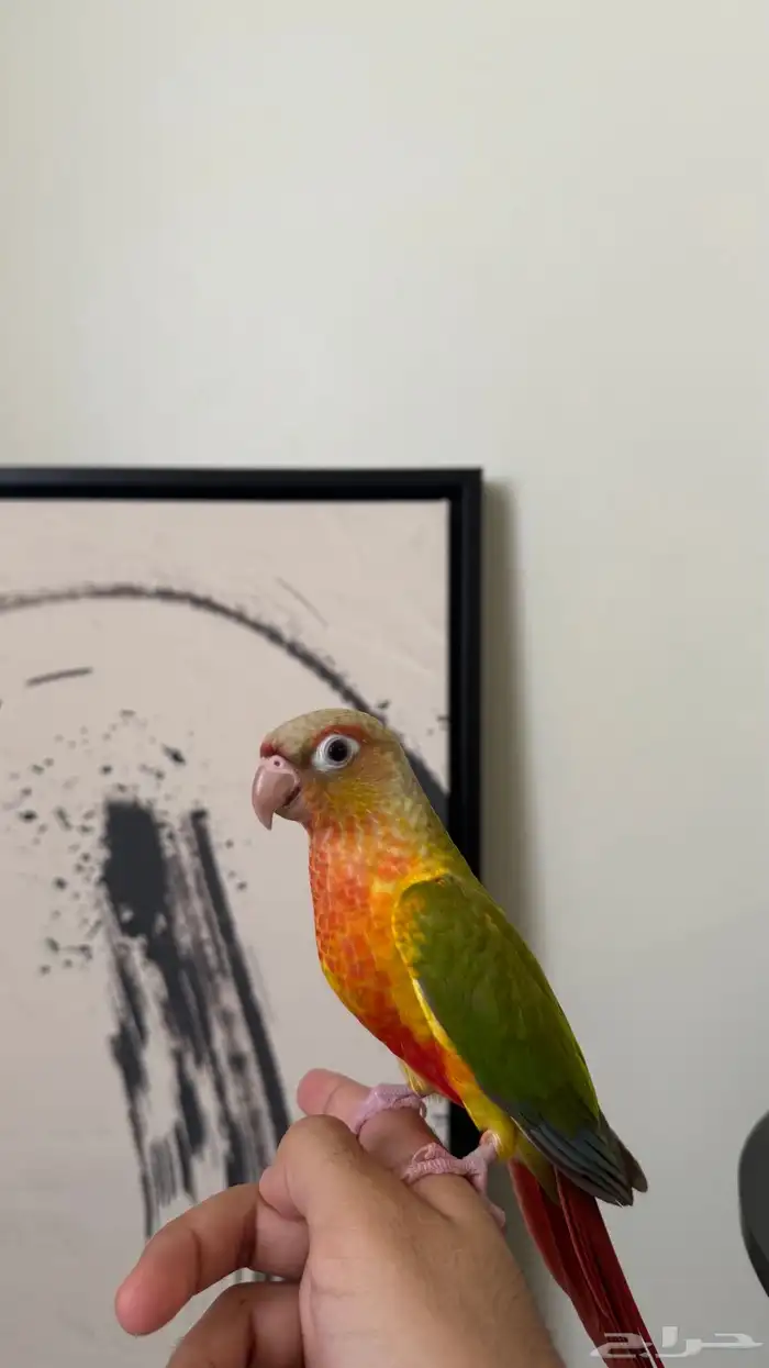 فرخ كنيور اناناس هدد نشبه تم البيع 0