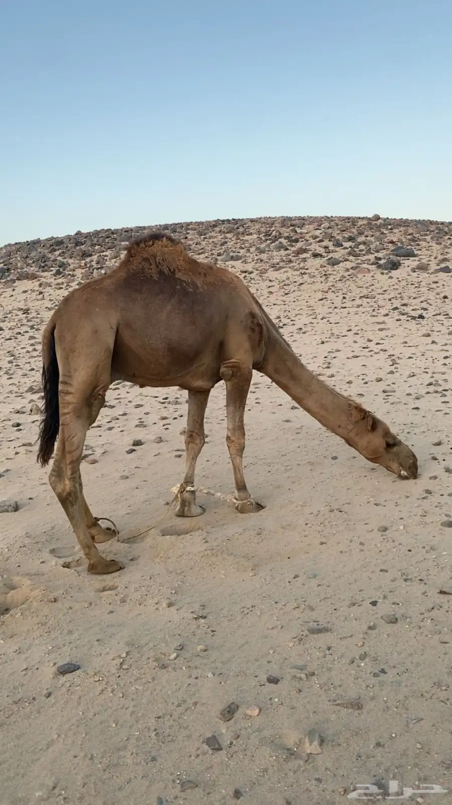 بعير 0