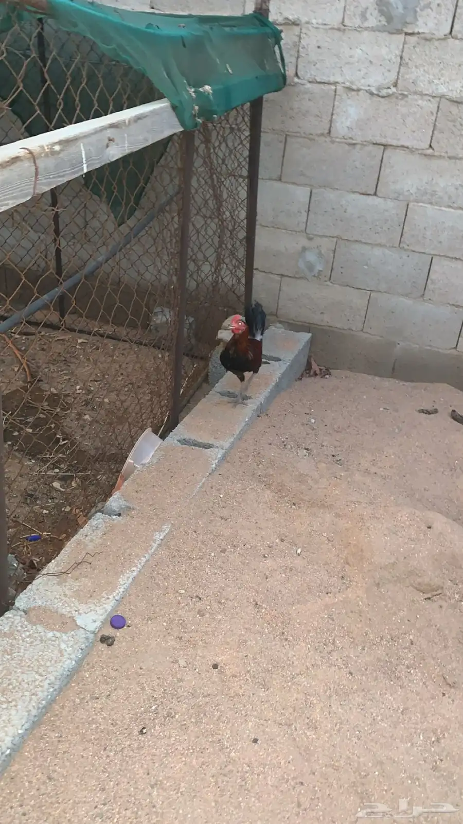 ديك بلدي 1