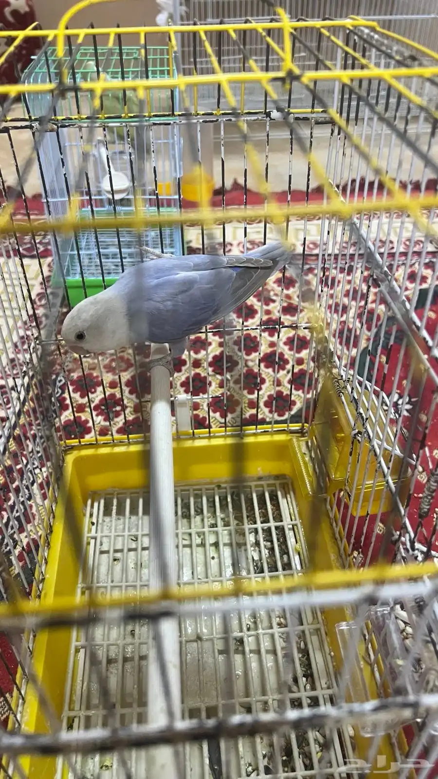 انثى روز 3