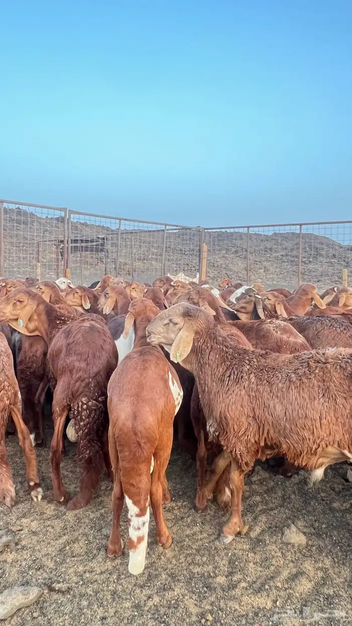 طليان سواكن حمري مرابي جبره ( راجع التقييم) 3