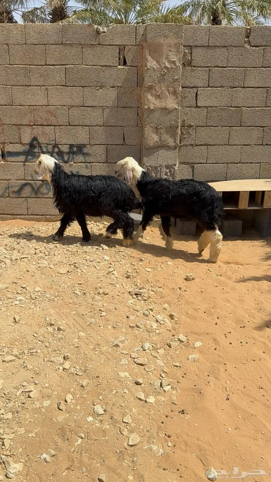 خرفان نجد 0