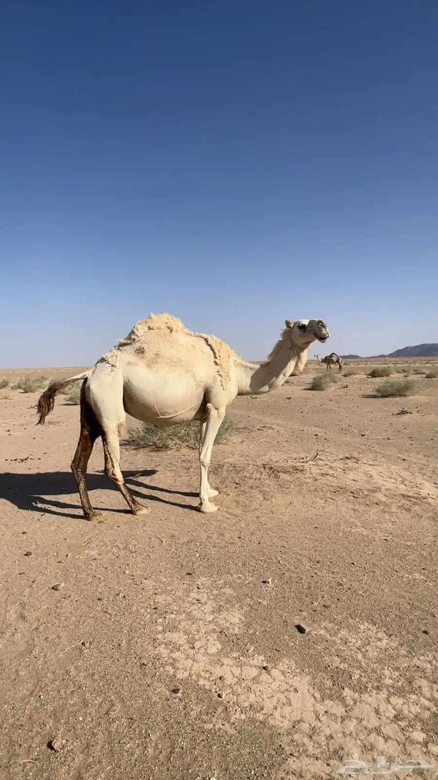 البيع لقحه 1