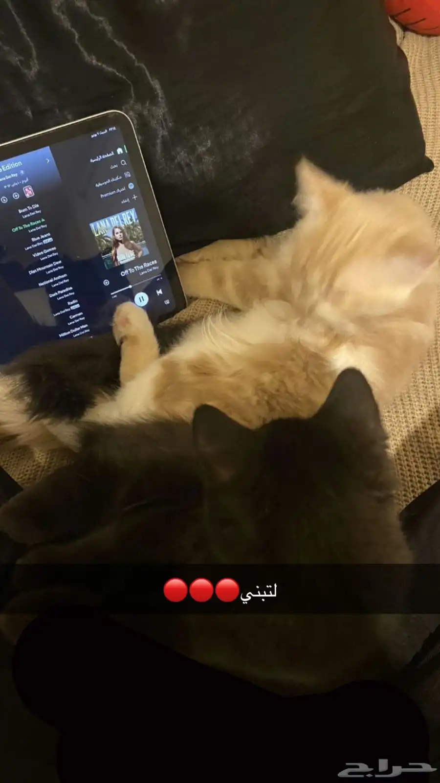قطط 0