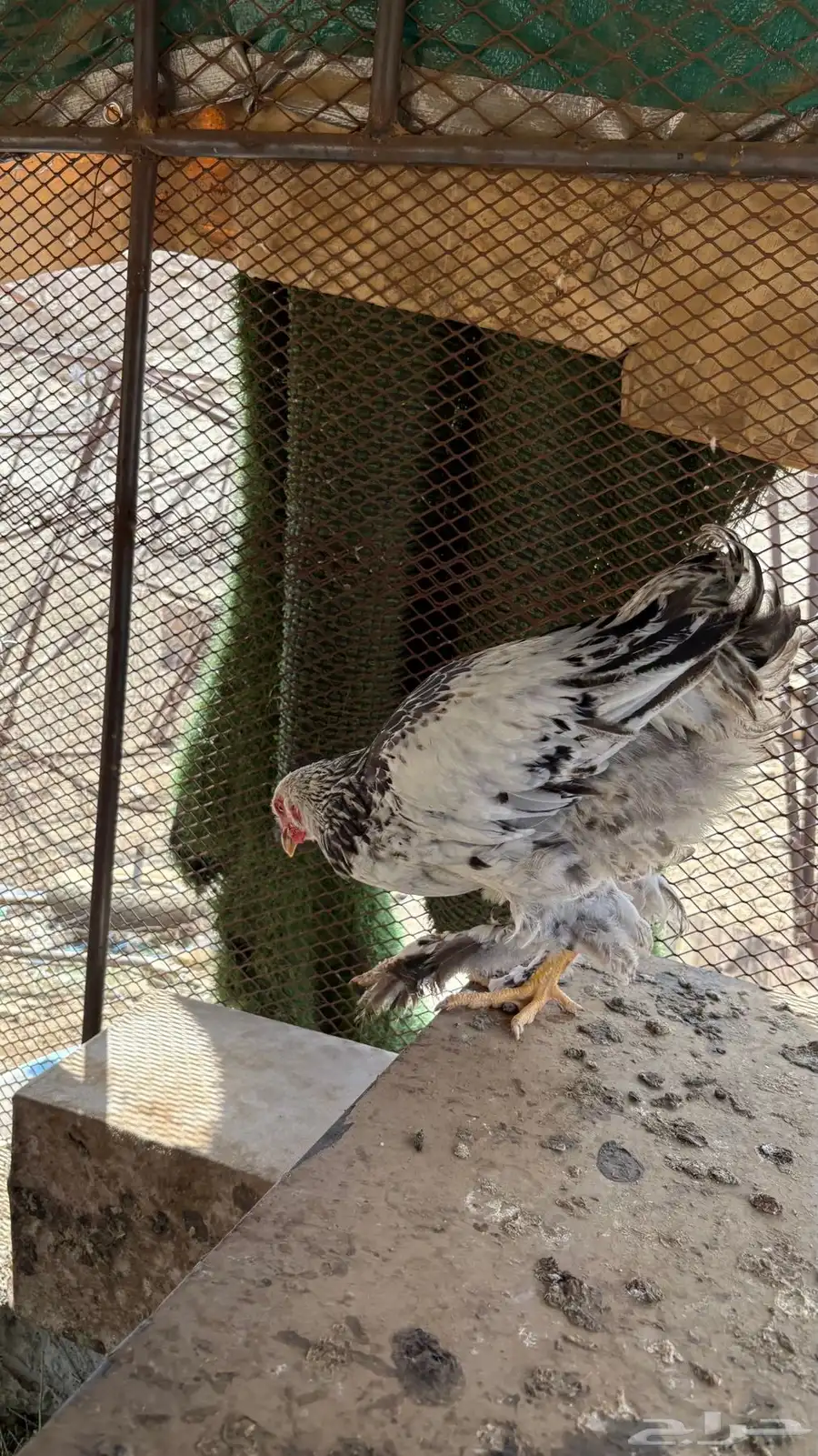 دجاج براهما اصلي 2