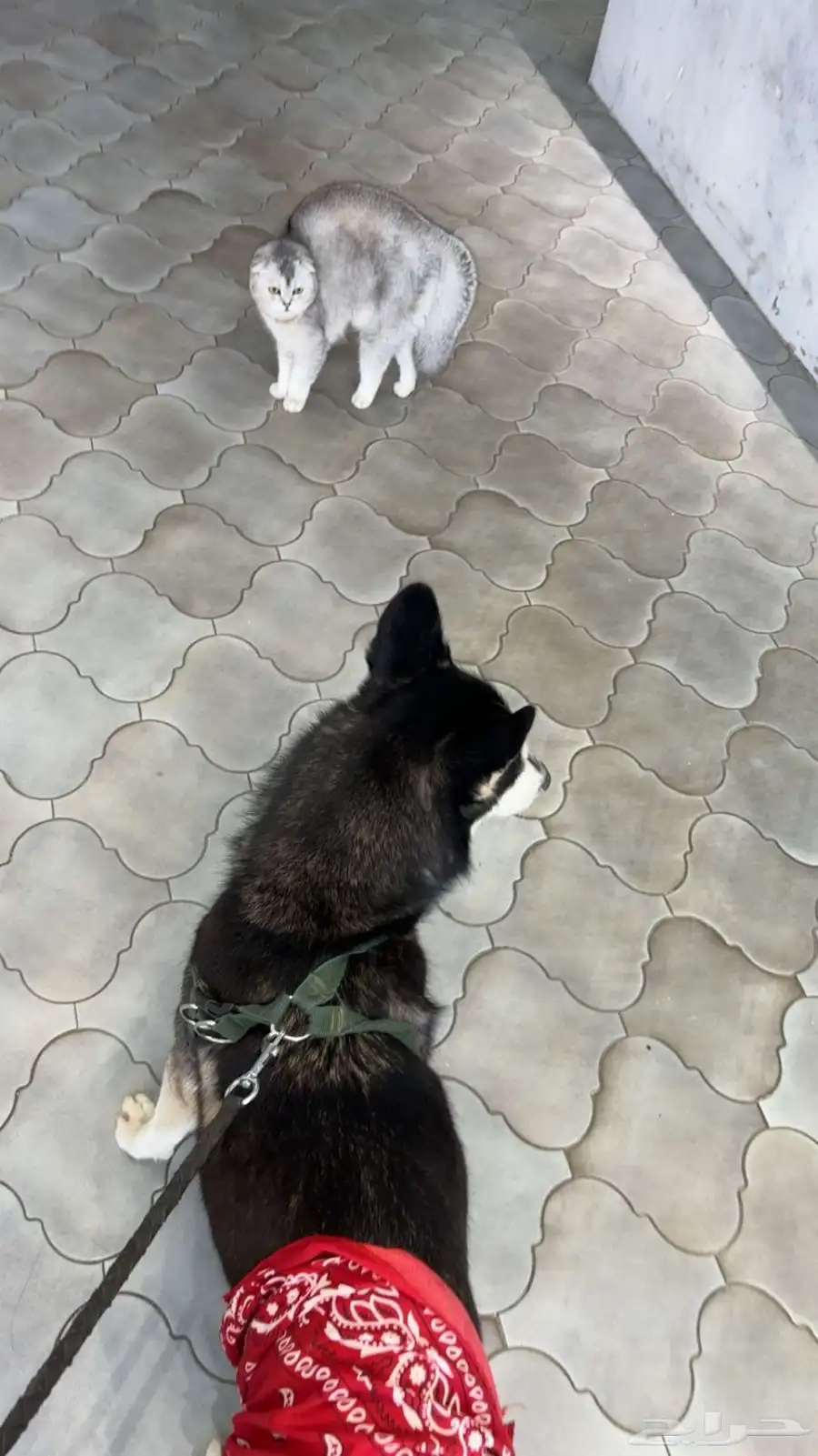 كلبه أنثى هاسكي 4