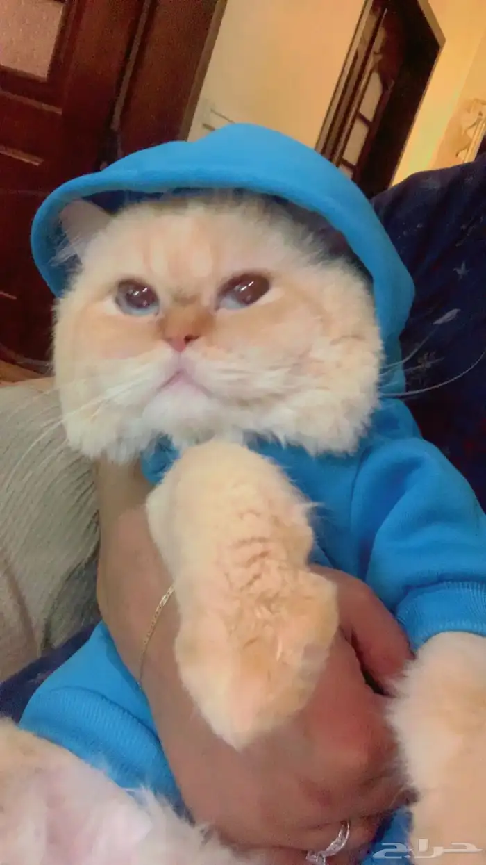 قط هملايا اورنج للتزاوج بدون مقابل 3