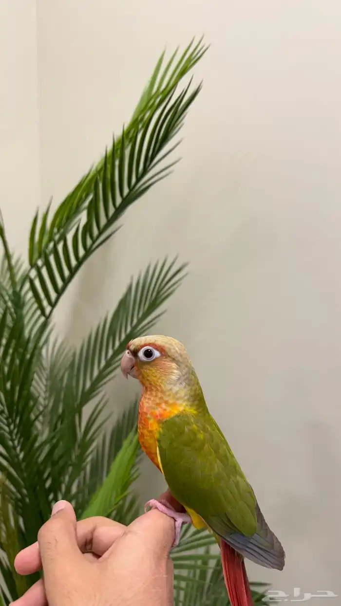 فرخ كنيور اناناس هدد نشبه تم البيع 4