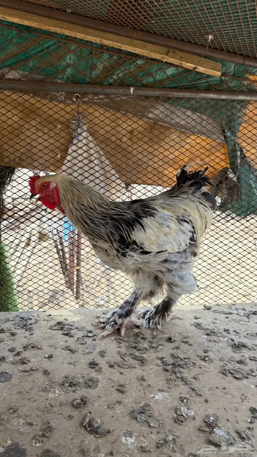 دجاج براهما اصلي 3