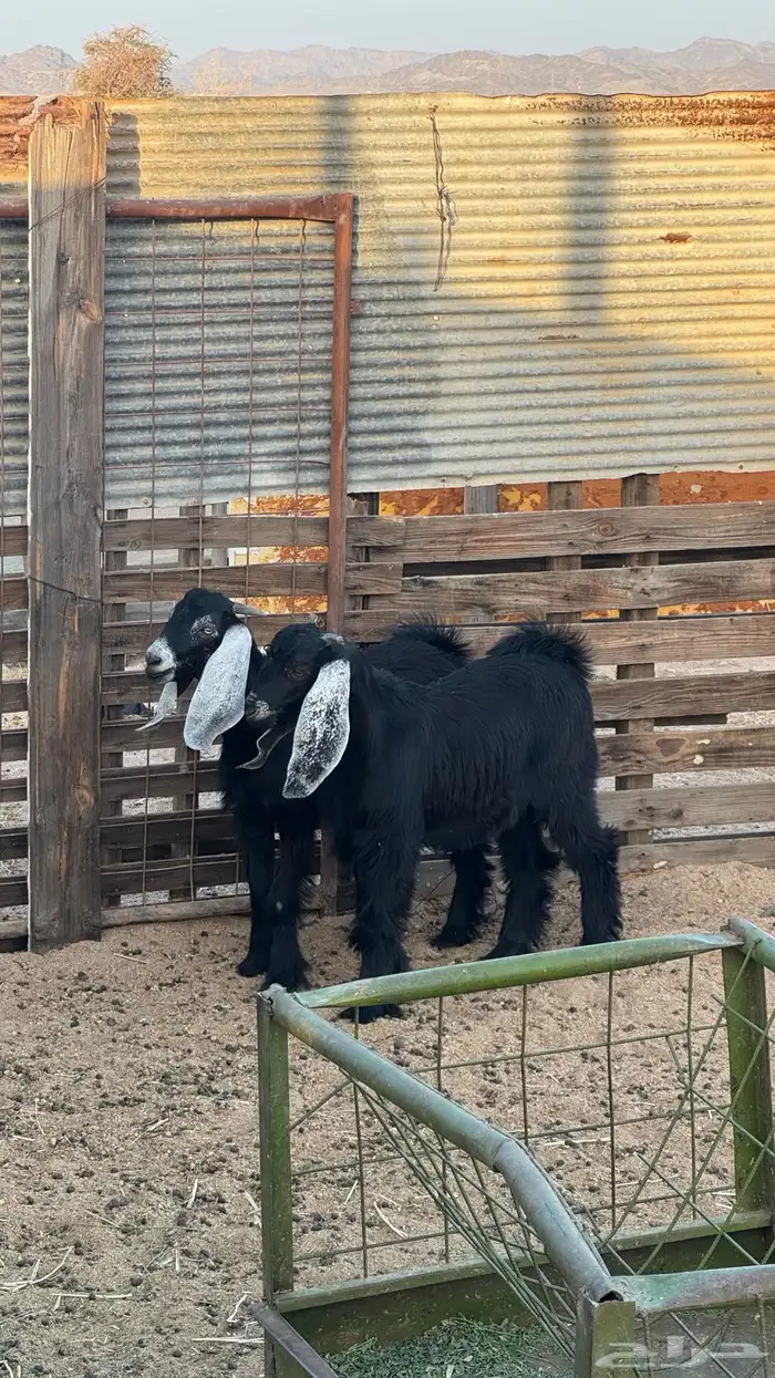 تيس مشروع فحل 0