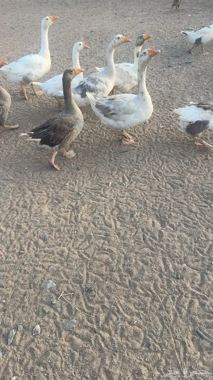 تم البيع الله يبارك لراعيه 1