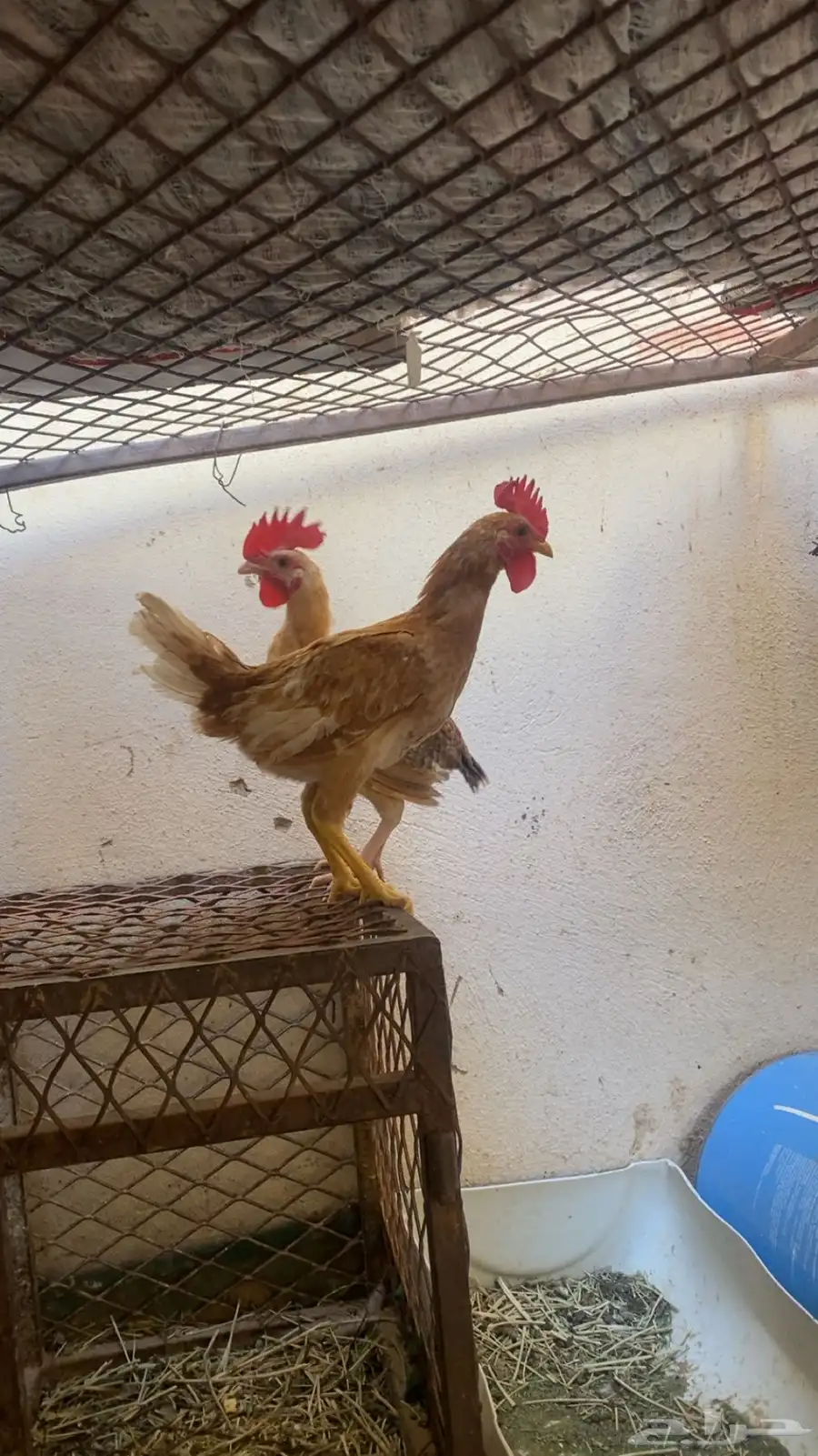 دجاج 0
