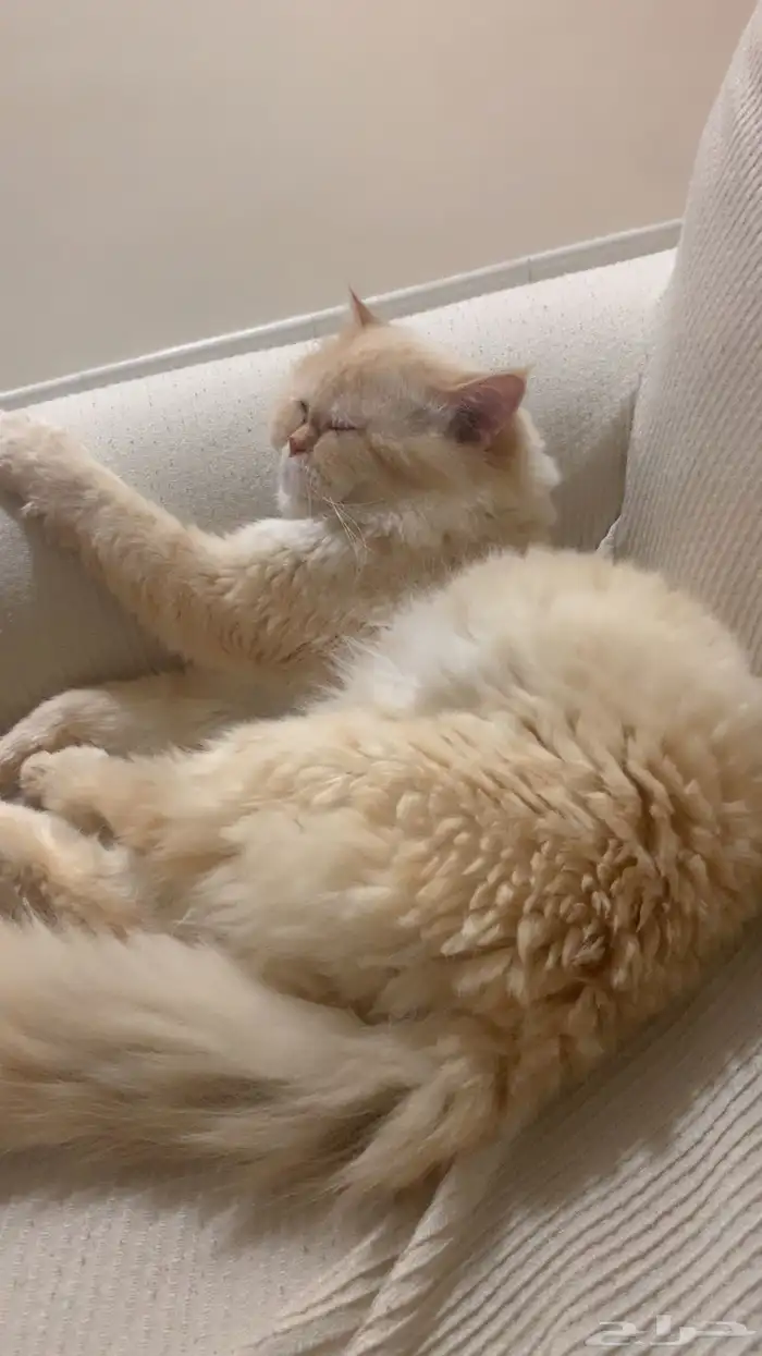 قط هملايا اورنج للتزاوج بدون مقابل 1