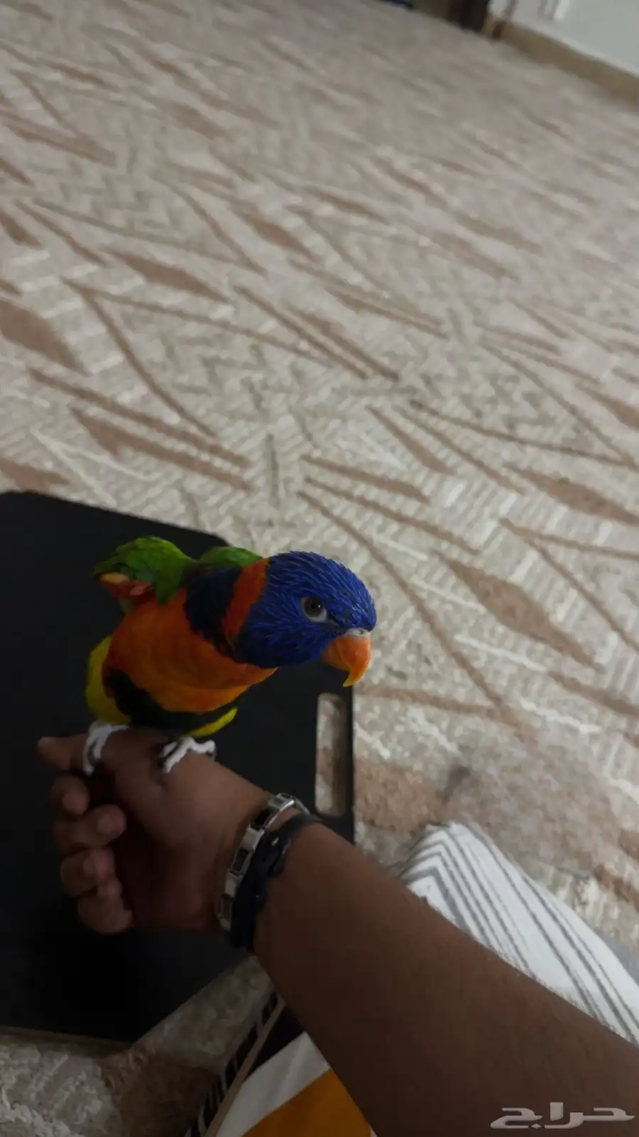 طير لوري اليف 3