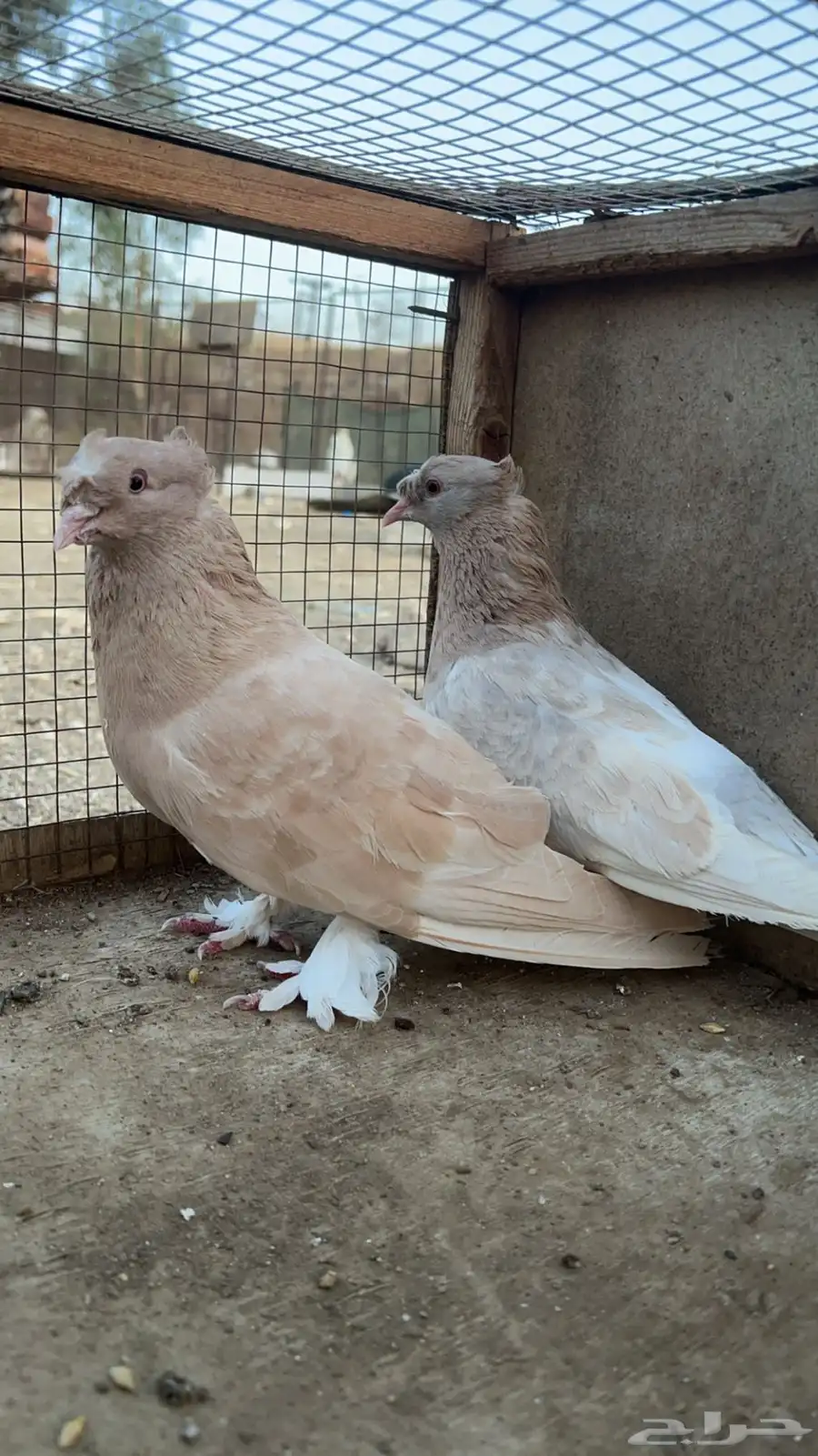 زوج حمام عراقي معاه بيضه الون نادر لون كريمي 2
