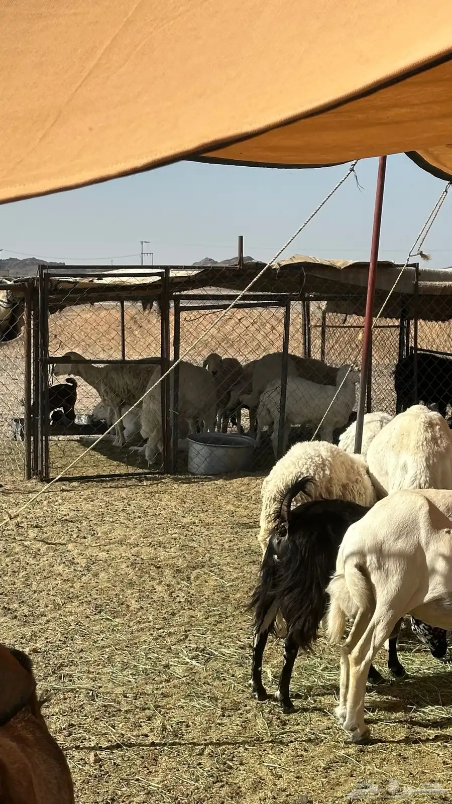 غنام لا البيع متبيع و دفع 2