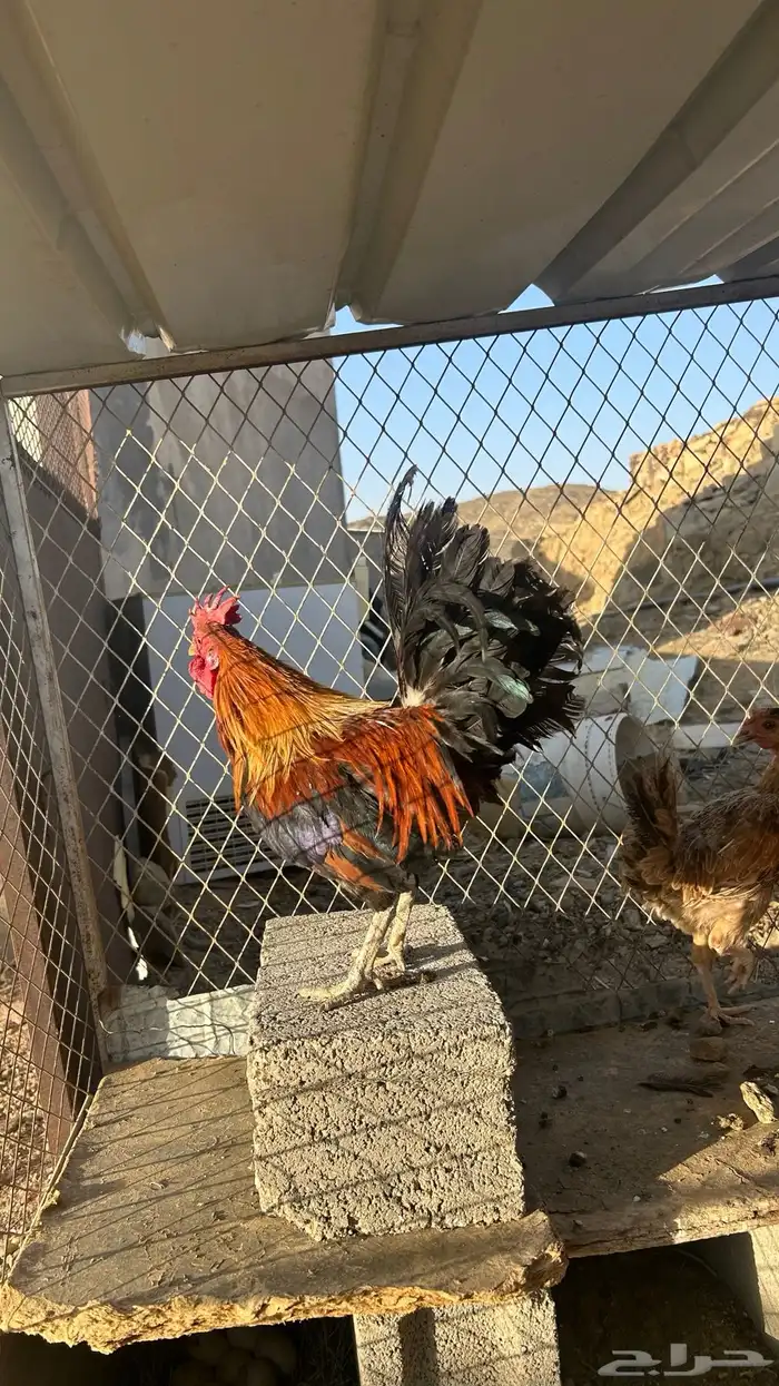 تم البيع 10