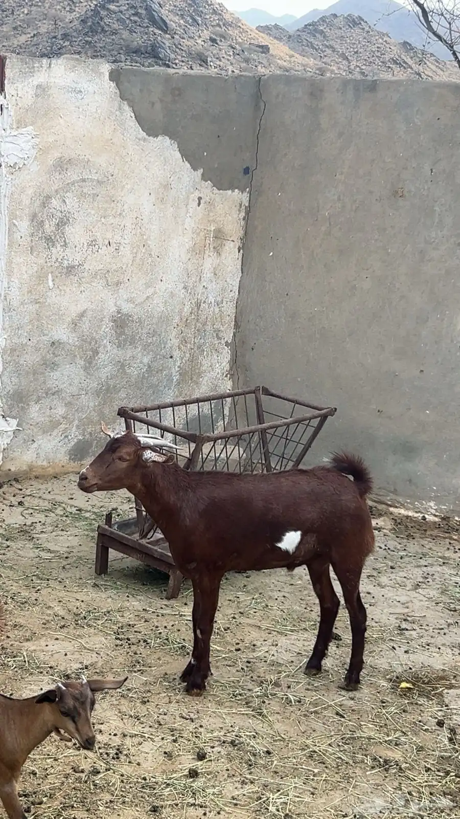 تيس ادهم للبيع 0