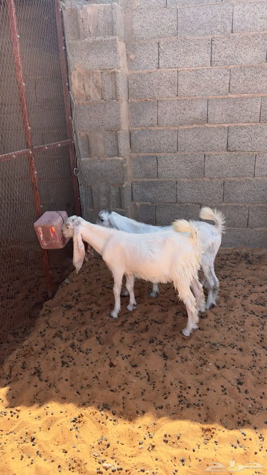 تم البيع 4