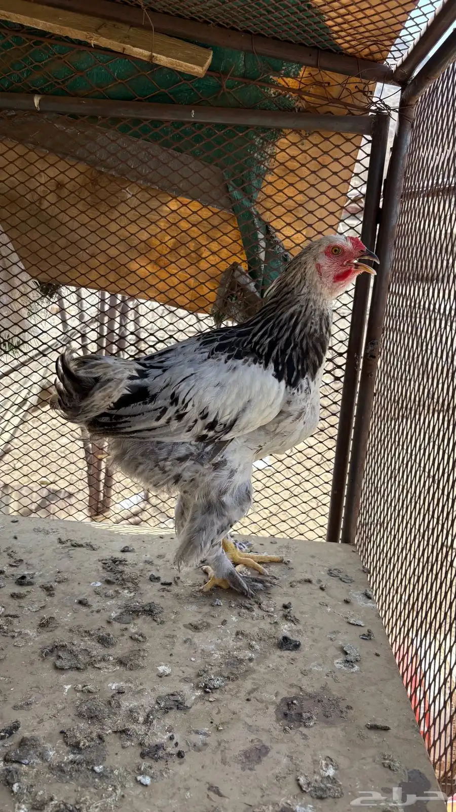 دجاج براهما اصلي 0