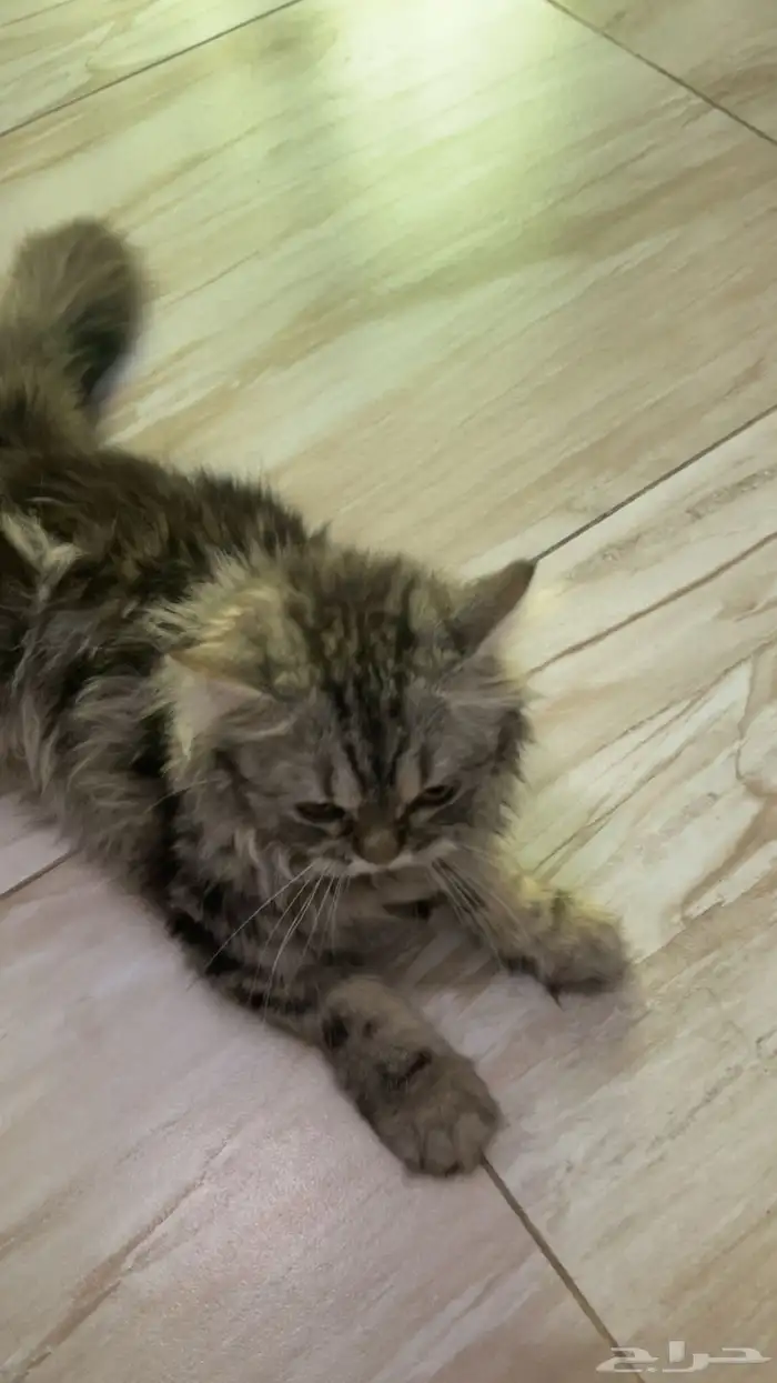 قطط للبيع هملايا 5
