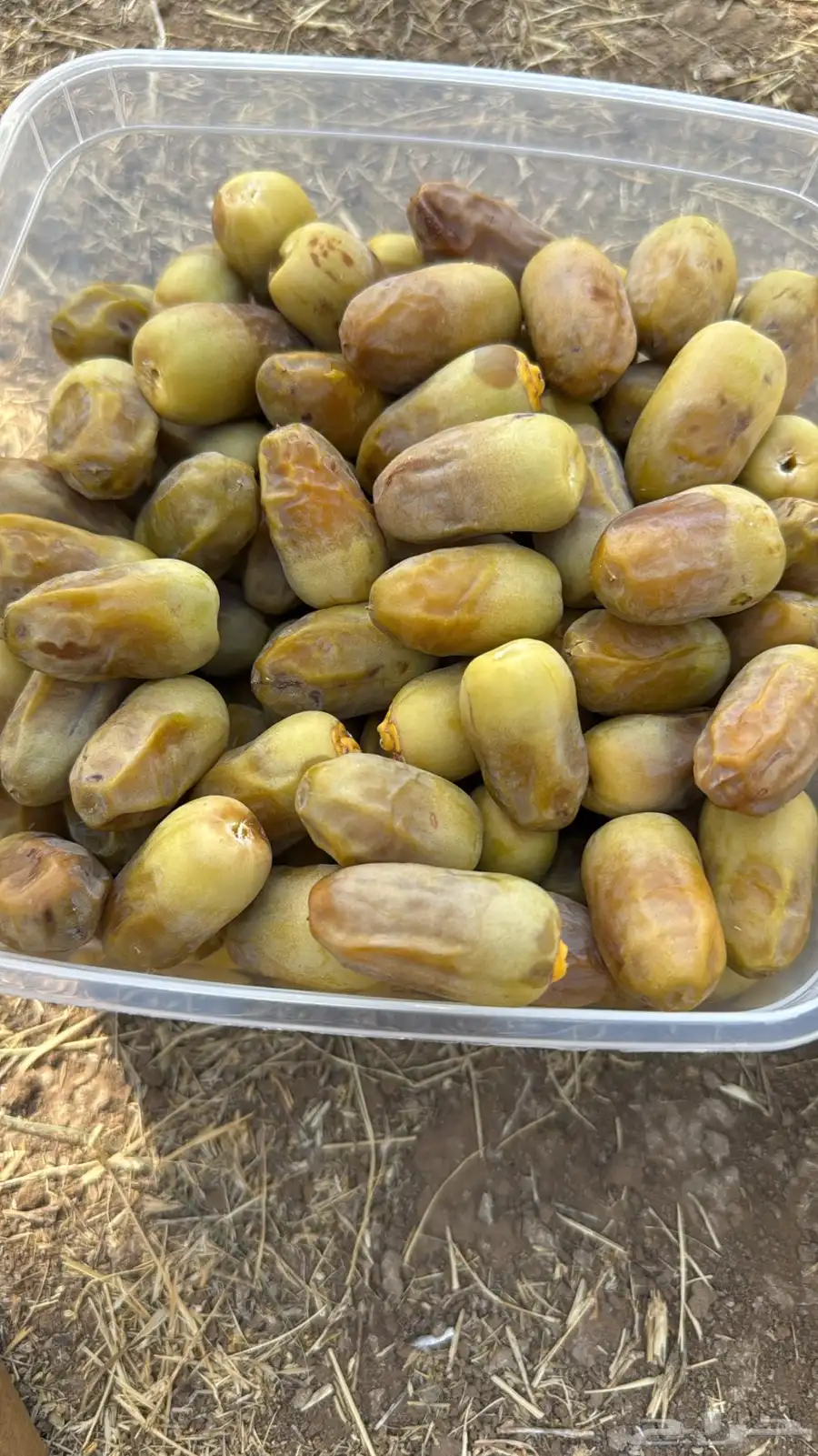 تمر للبيع 4