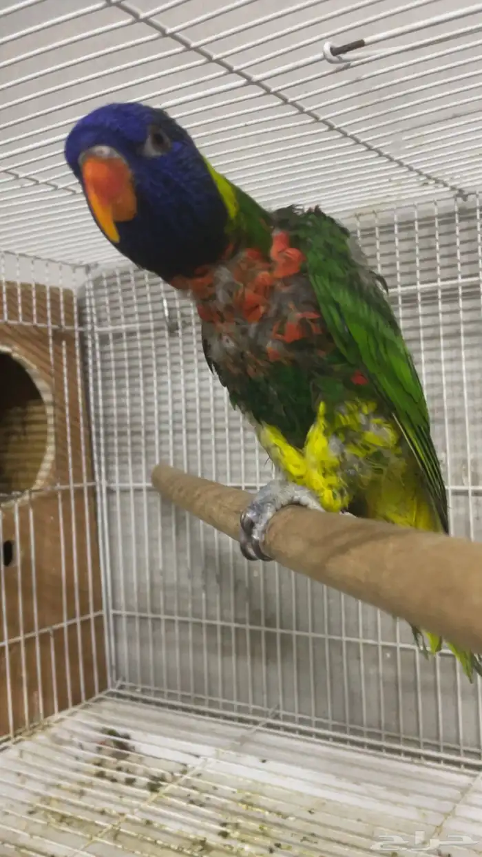 لوري منتج ( تم البيع ) 5