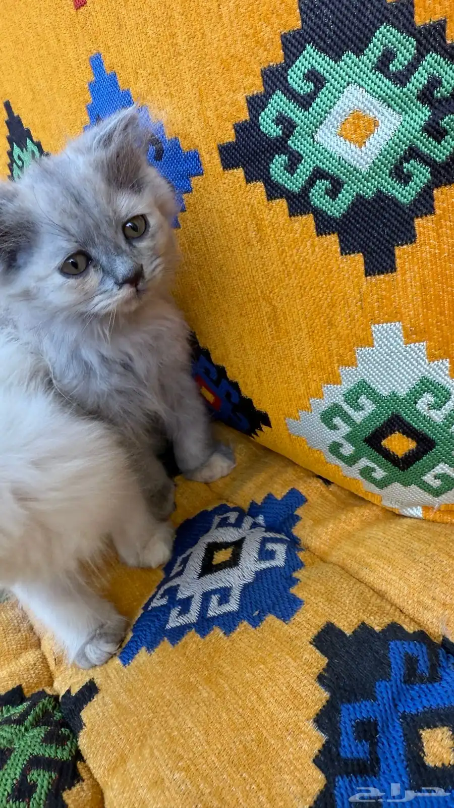 للبيع قطط 3
