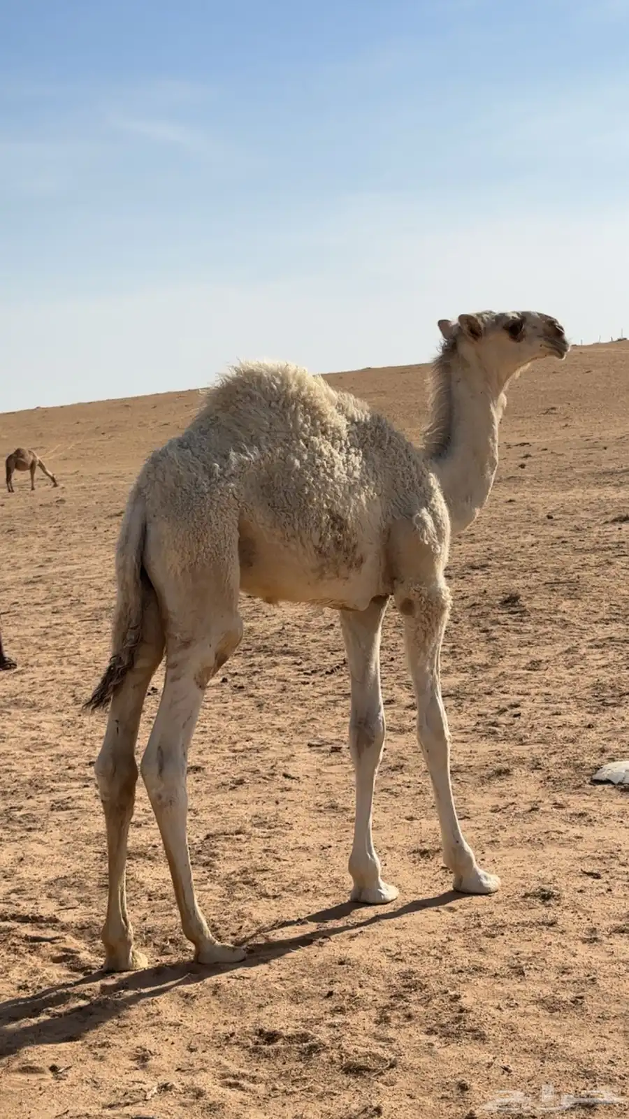 قعود قصب 1