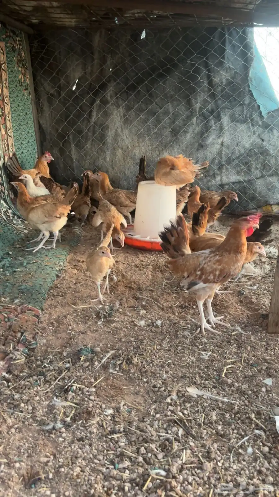 دجاج العمر 3شهور إلى شهرين 1