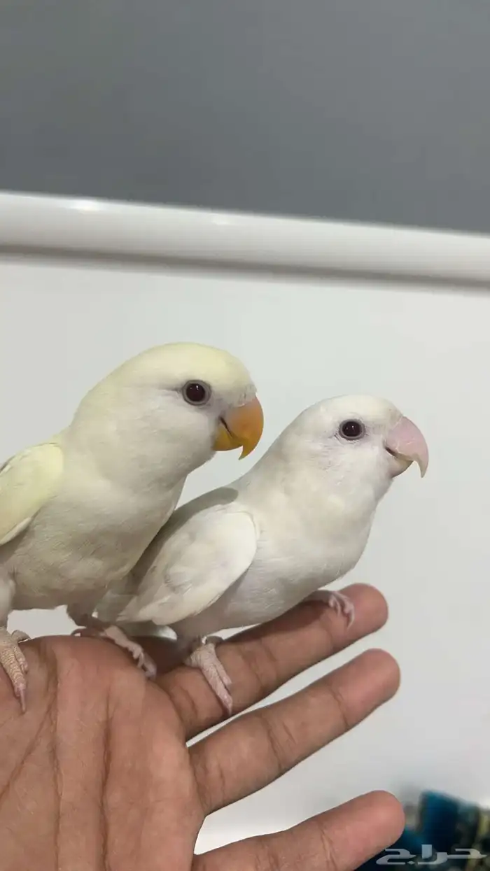 روز البينوا للبيع ذكر و أنثى أليفين مررة 0