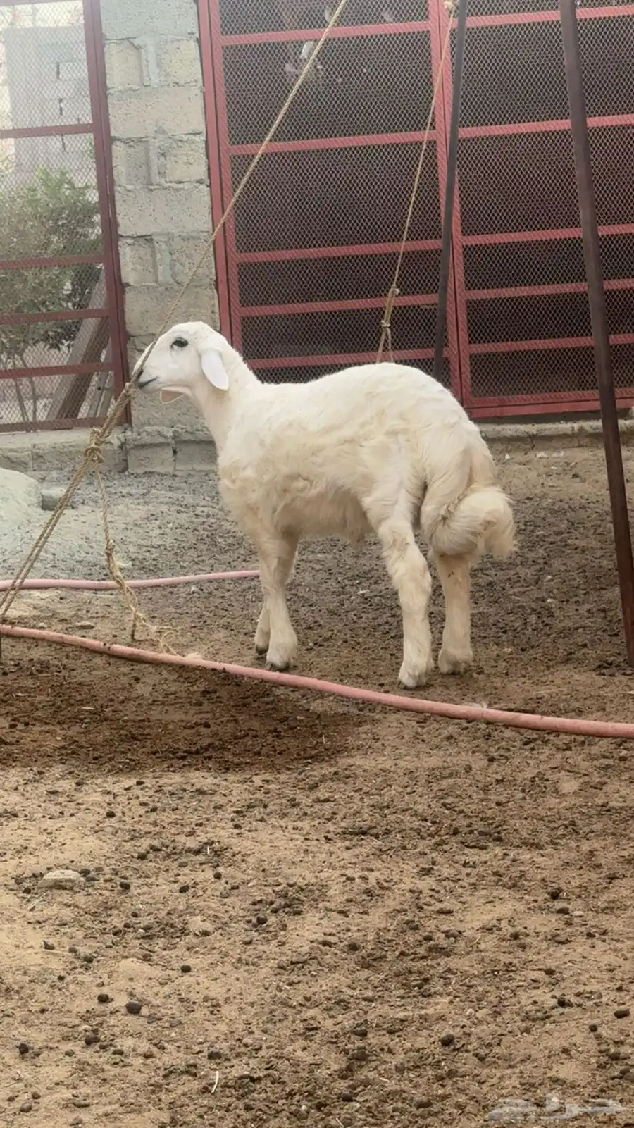 طلي حري صنف 0