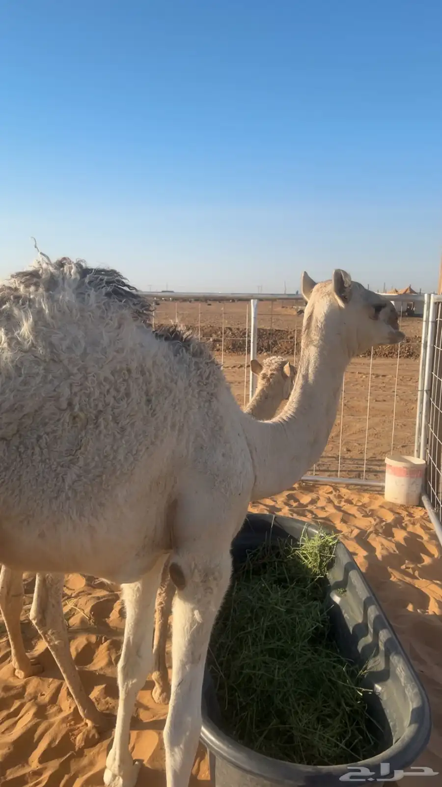 بكره فاخره للبيع 0