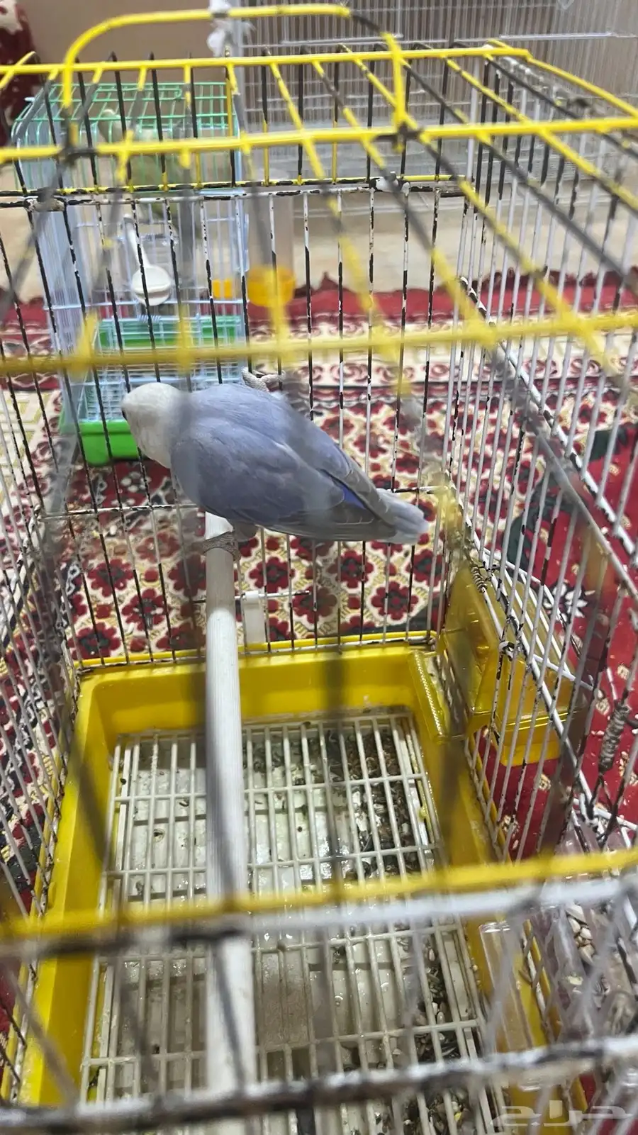 انثى روز 0