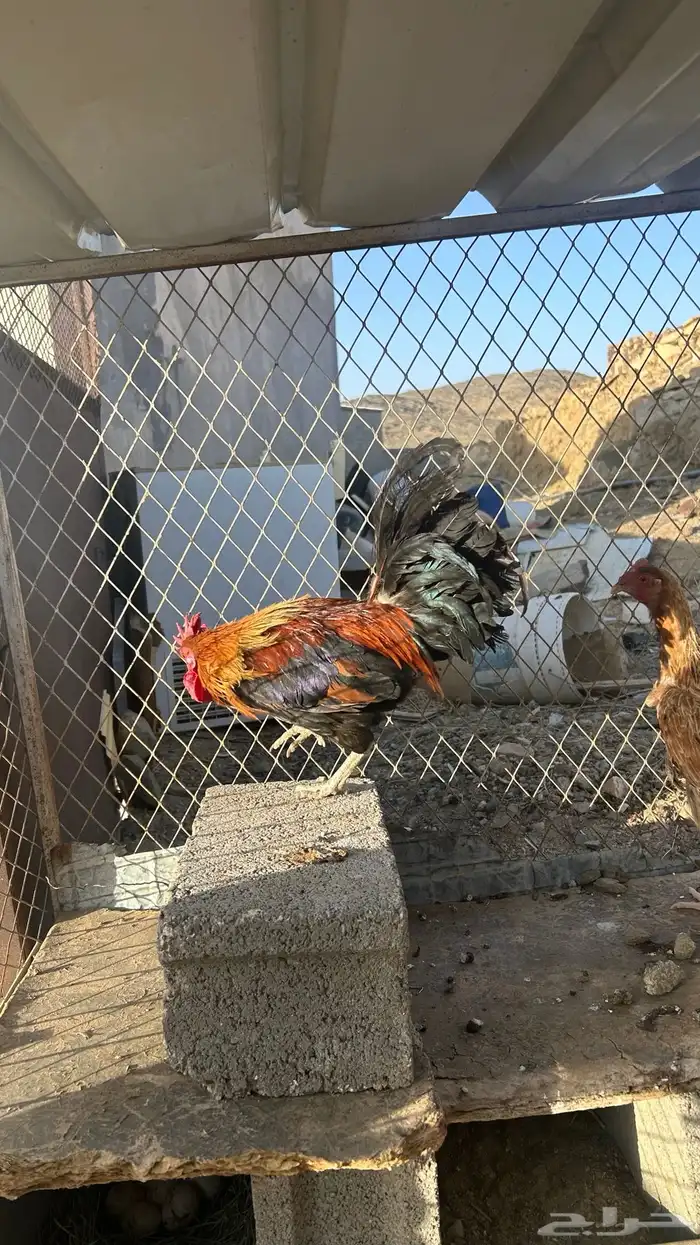 تم البيع 12