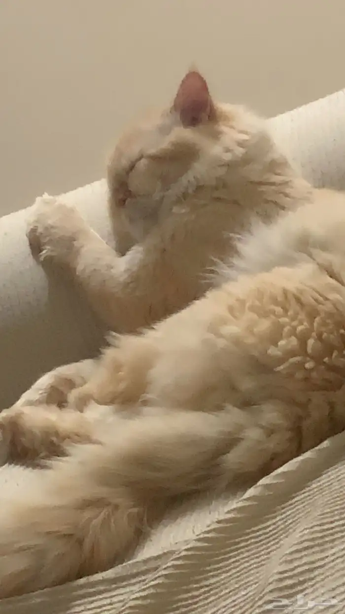 قط هملايا اورنج للتزاوج بدون مقابل 0