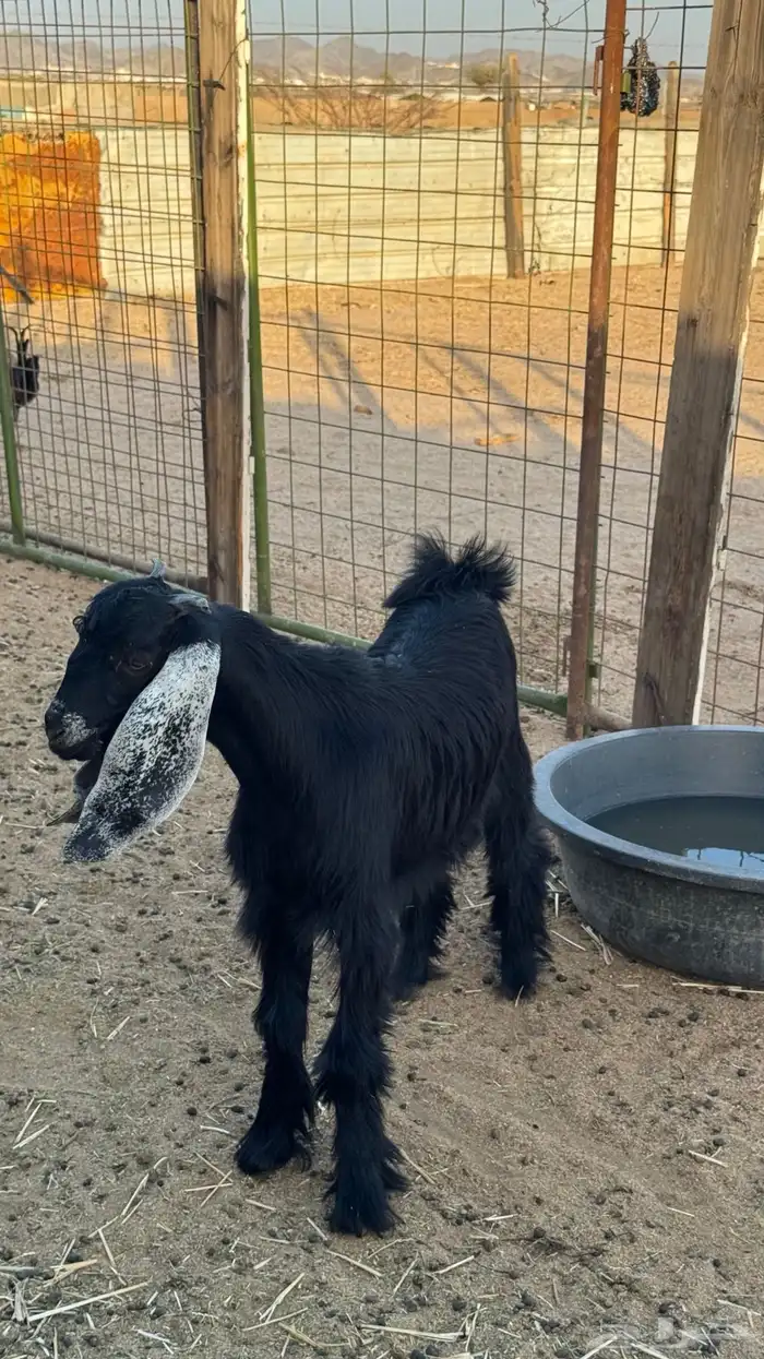 تيس مشروع فحل 3