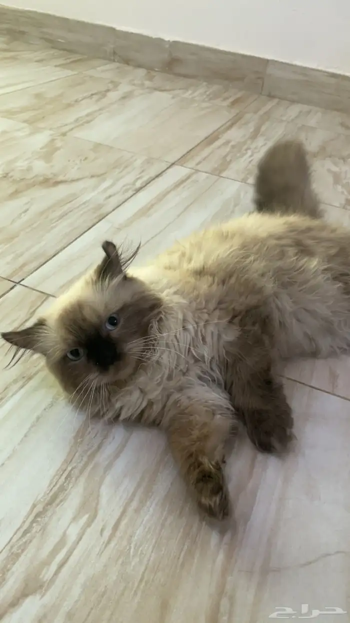 قطط للبيع هملايا 3